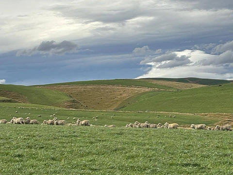 Roxburgh East Tremendous Millers Flat breeding unit