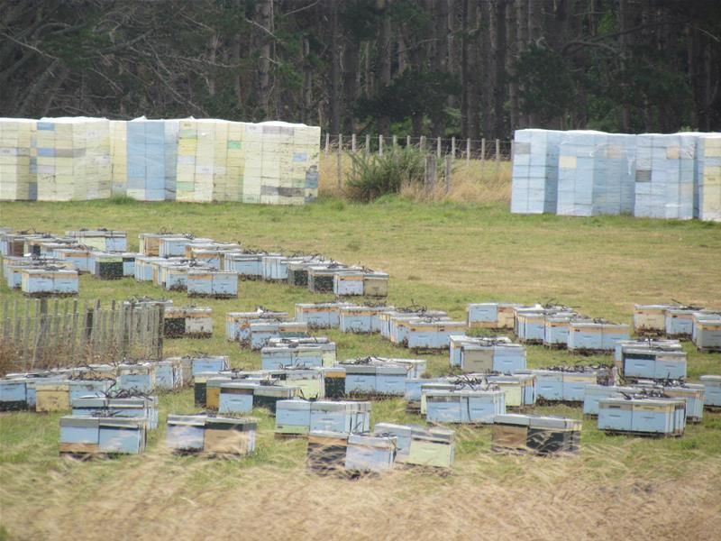 Okahutiria Road, Waverley, South Taranaki, 0 Kuwarto, 1 Banyo