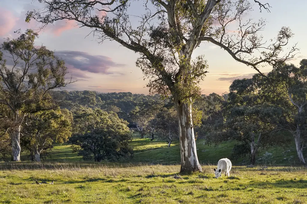 Nairne  Build Your Dream Lifestyle on 10.03 Acres in Beautiful Nairne