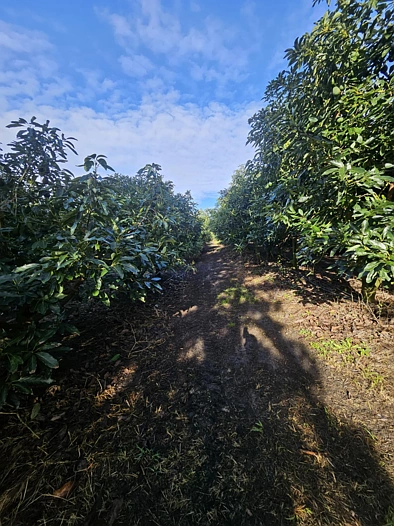Heath Road, Waiharara, Far North, 0 slaapkamers, 0 badkamers, Horticulture