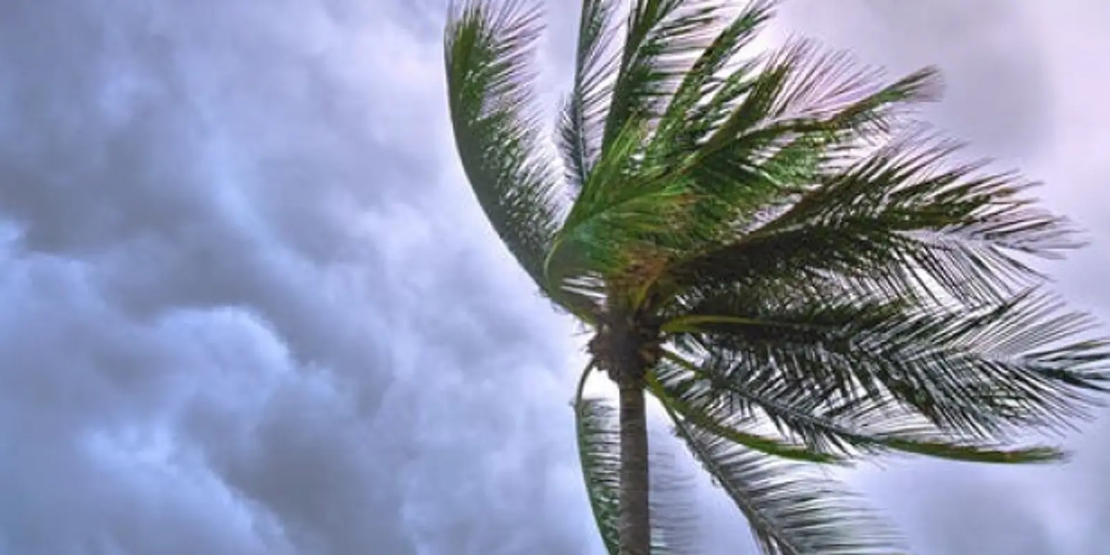猝不及防!奥克兰今晚将迎超强大风,未来几天雨=雨=雨=