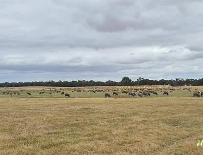 4038 & 4184 Chesterpass Road, Takalarup, Wheat Belt, 0 Schlafzimmer, 0 Badezimmer, Lifestyle Property