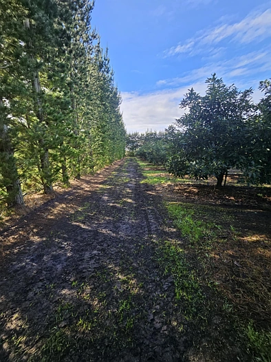 Heath Road, Waiharara, Far North, 0 slaapkamers, 0 badkamers, Horticulture