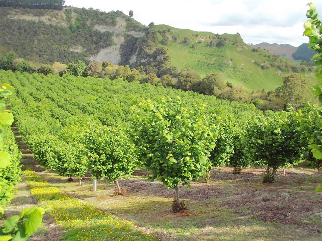 5450 Turakina Valley Road, Hunterville, Rangitikei, 0 Bedrooms, 0 Bathrooms