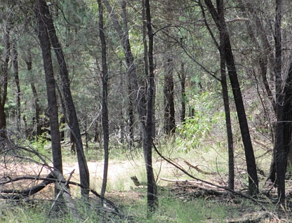 Lot 94 Golden Glow Road, Tara, Darling Downs, 0 chambres, 0 salles de bain, Lifestyle Property