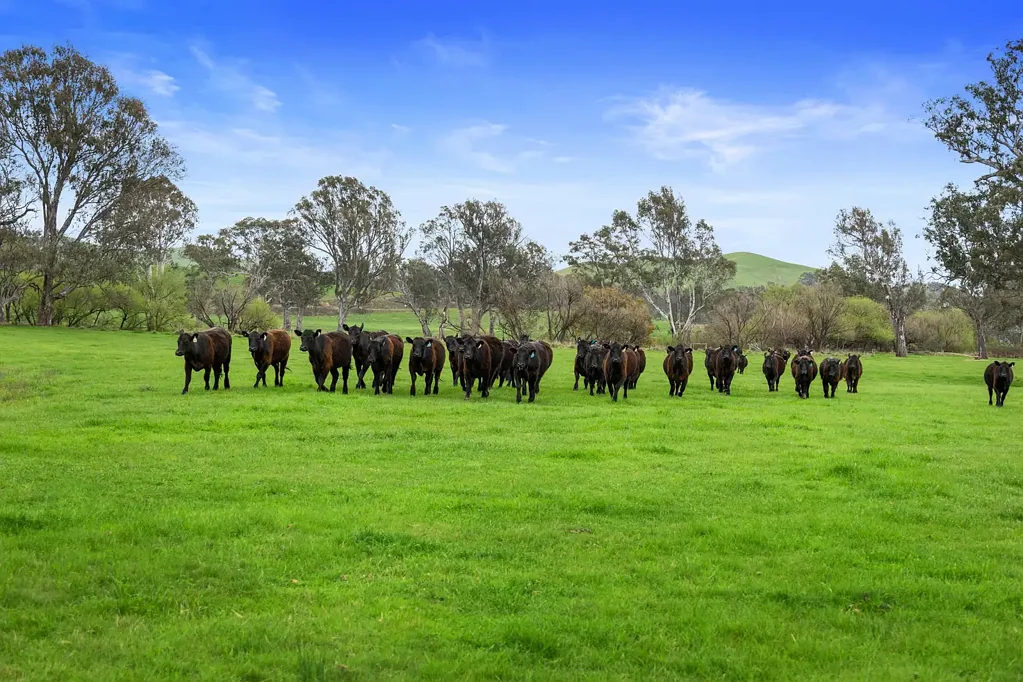 Yea "River Country"  2 Titles Totaling 140 Acres (Approx.) To be sold separately or as a whole.