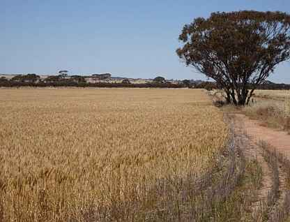  Williams Kondinin Road, Kondinin, Wheat Belt, 0 chambres, 0 salles de bain, Lifestyle Property