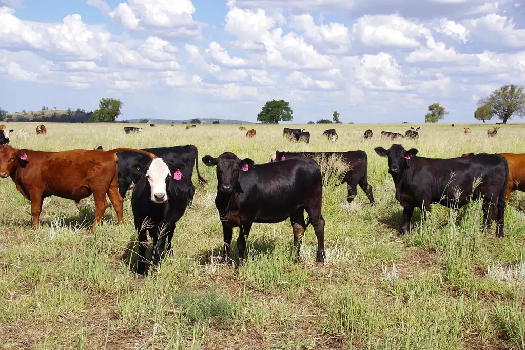 Boggabri "Braemar" - Pasture Powerhouse