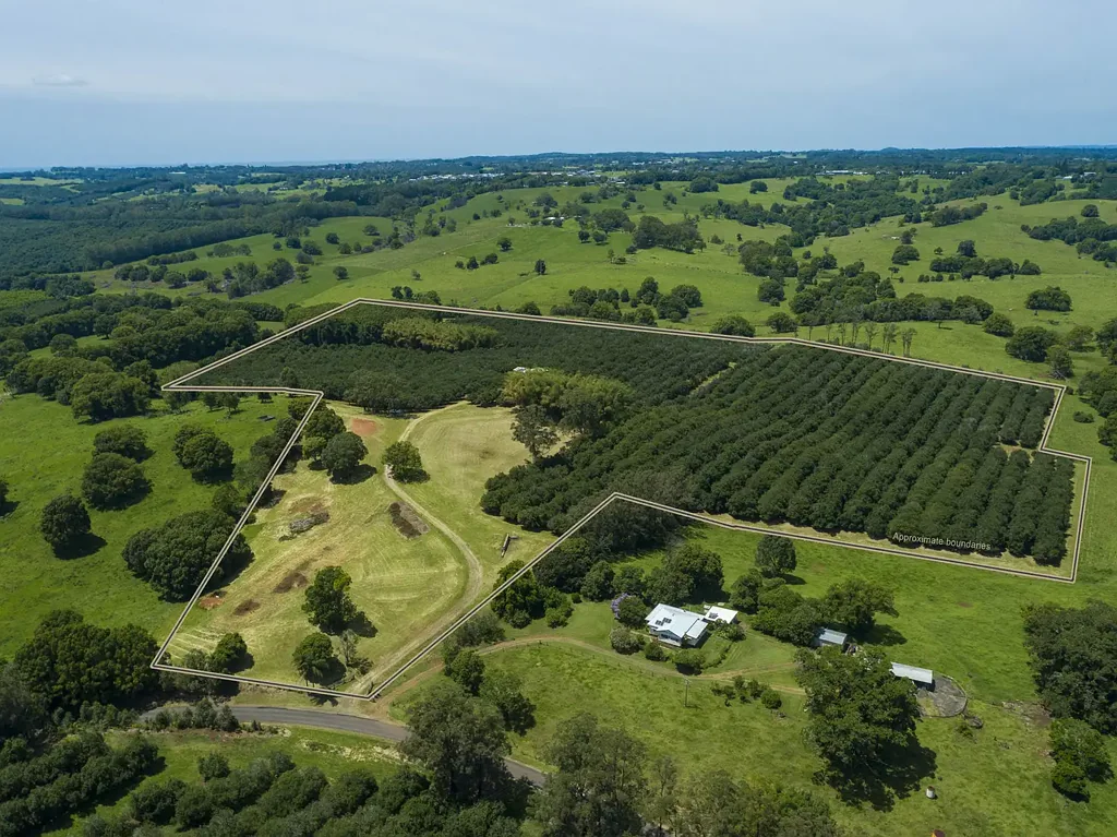 Mcleans Ridges  Working Macadamia Orchard