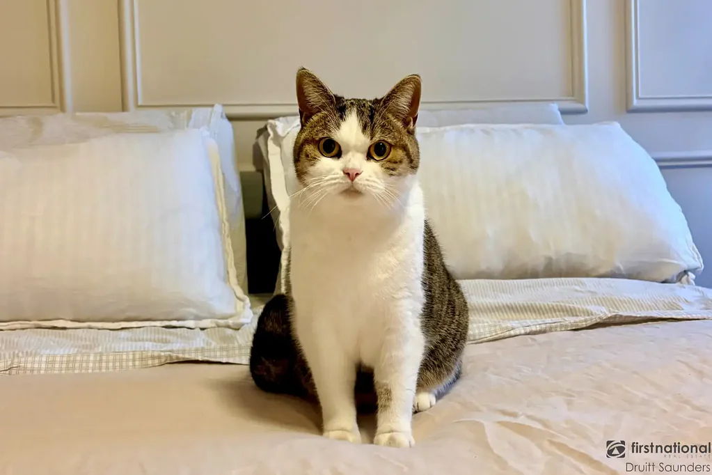 For Lease – A Cat with a Free House to Live In!
HOME OPEN WEDNESDAY 19 AUGUST AT 11.30AM SHARP!
