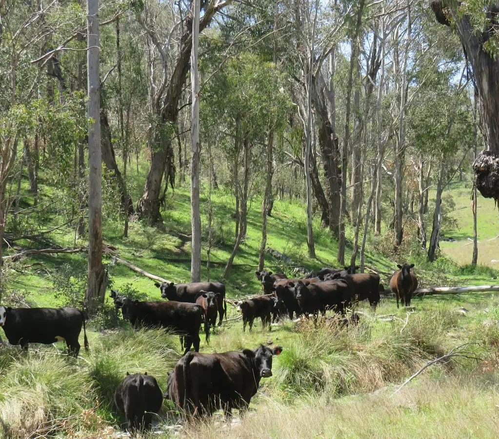 Walcha New England High Country Grazing. Ideal Breeding or Back Grounding