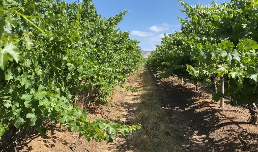 Aldinga  Large Scale Vineyard on 4 Titles