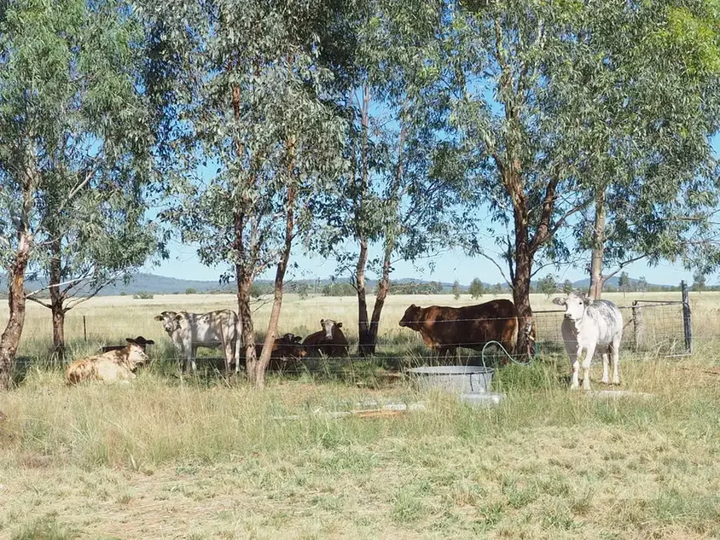 Bingara Lifestyle Dreams are Made of This