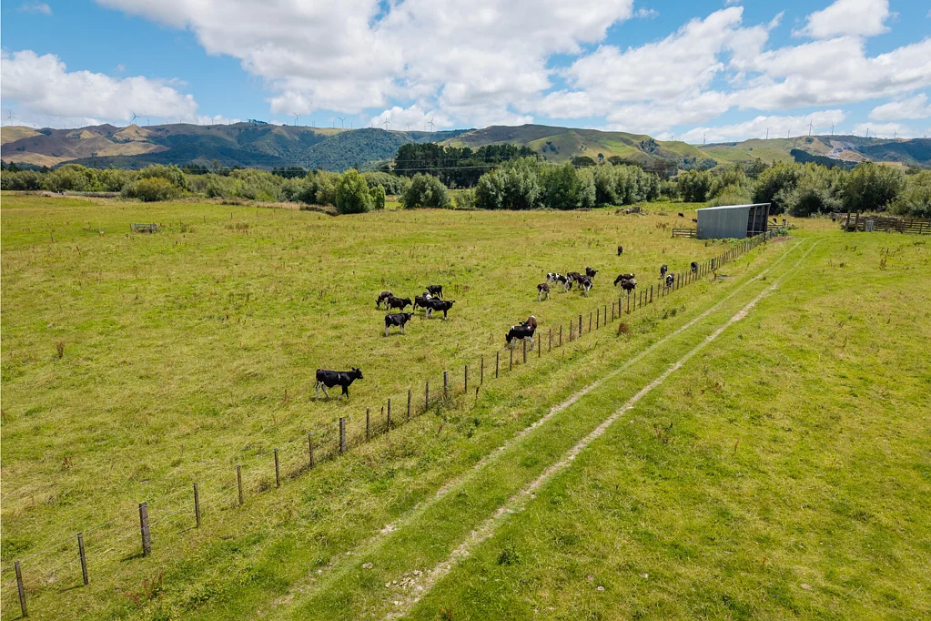 Woodville  Flat and fertile first farm - 20 ha