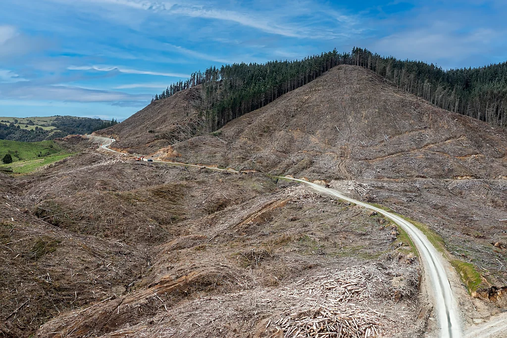 Matawai Forestry opportunity with lifestyle appeal