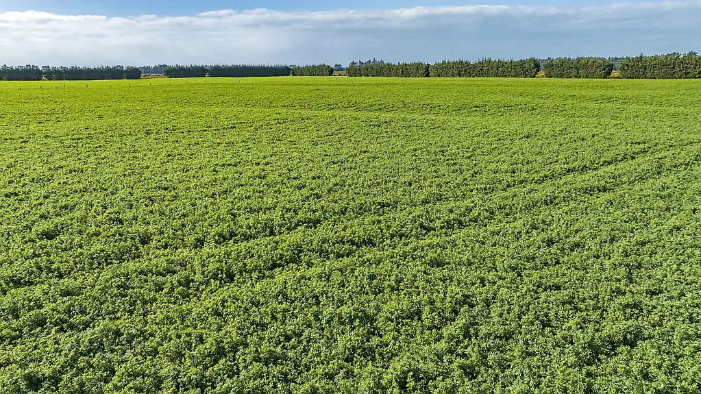 West Melton Dairy support/ cut and carry