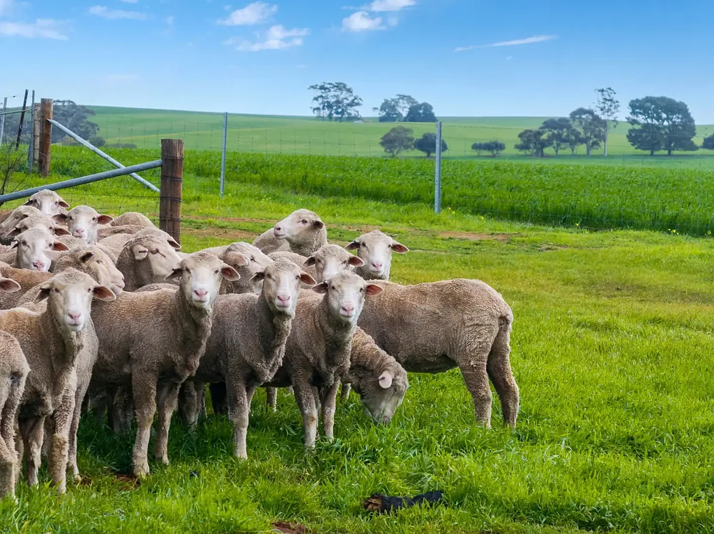 Farrell Flat  Prime Mixed Farming Opportunity in the Mid North