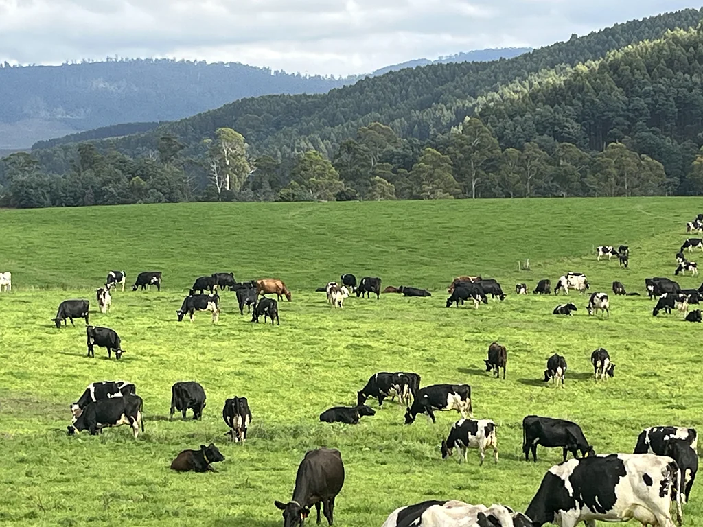 Springfield Riverdale Dairies