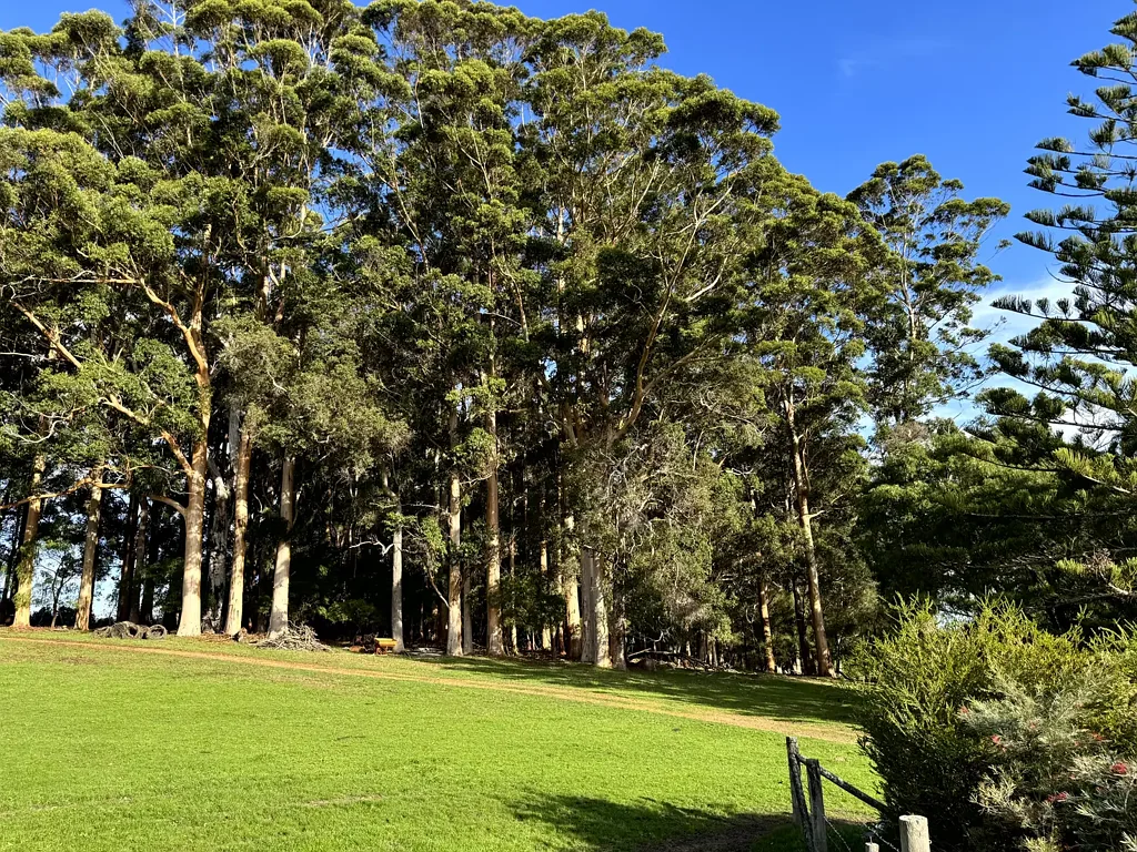 Northcliffe Northcliffe magic