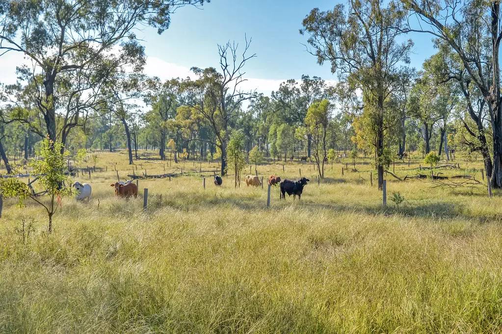Coleyville Build Your Dream Home or Create the Perfect Weekend Escape - Rare 98 Acres in the Scenic Rim
