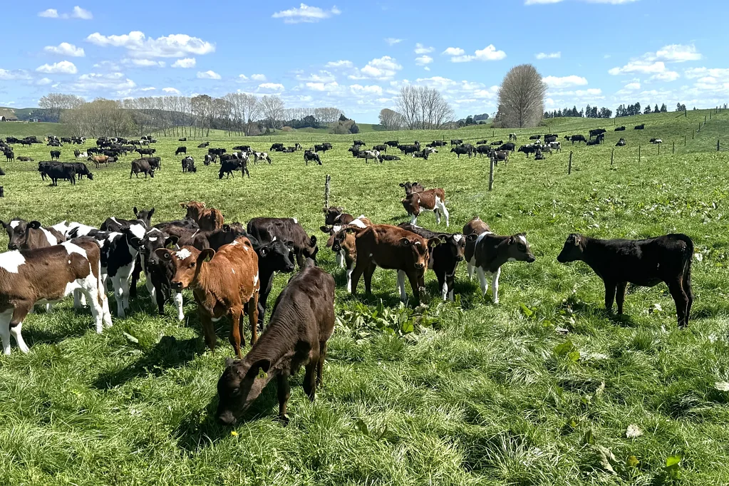 Maihiihi A standout Dairy Unit in the District