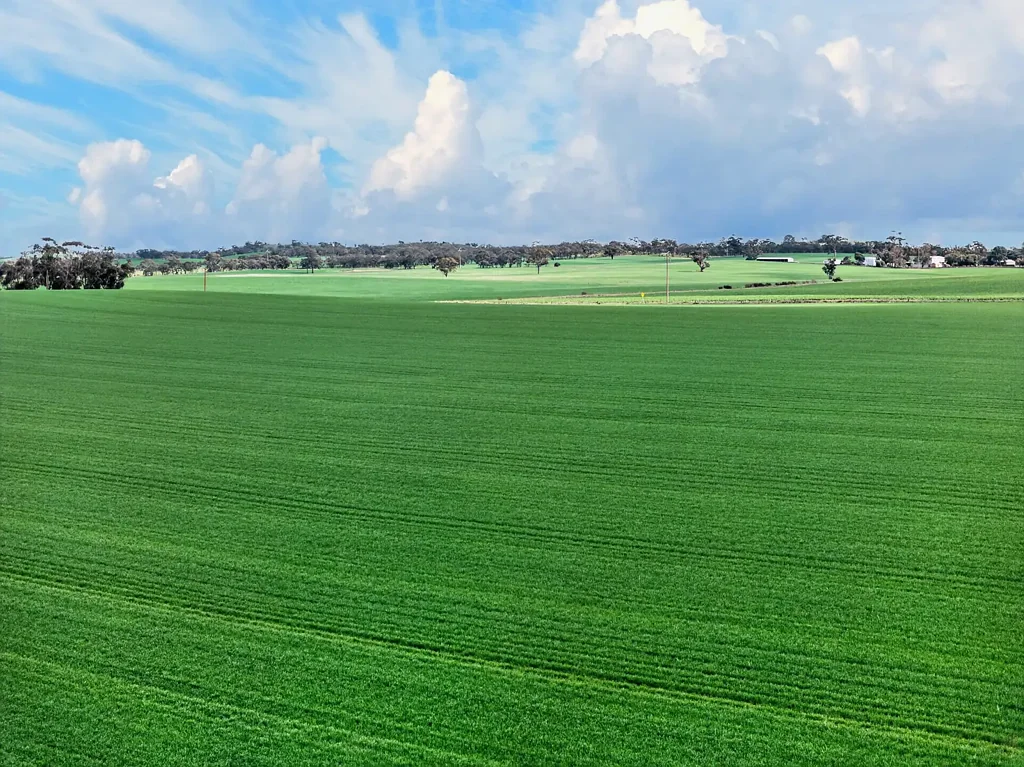 Steelton Outstanding Mid North Cropping Opportunity
