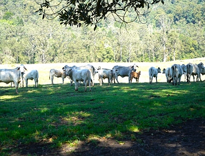 537 Horseshoe Creek Rd, Kyogle, North Coast, 0 chambres, 0 salles de bain, Lifestyle Property