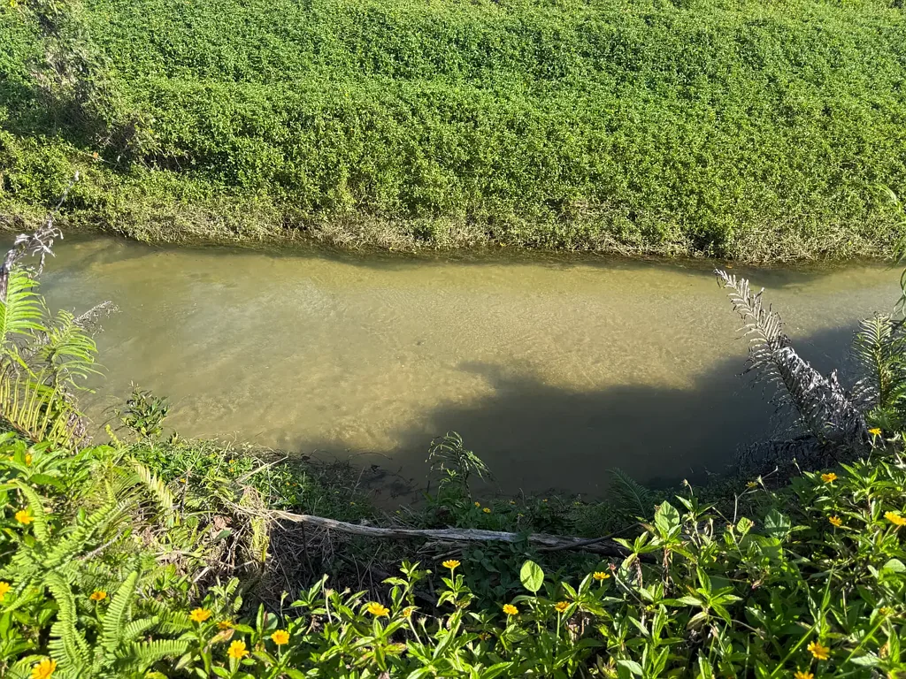 Midgenoo  Cane farm close to Tully with two internal permanent Creeks
