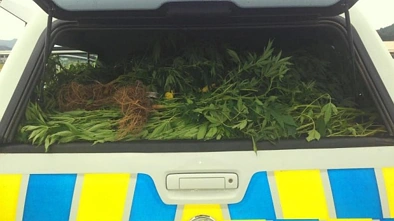 新西兰警车挡风板后惊现大麻，警察蜀黍你可长点心吧