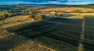 991 Tabulam Road, Tabulam, NSW 2469, 0 slaapkamers, 0 badkamers, Lifestyle Property