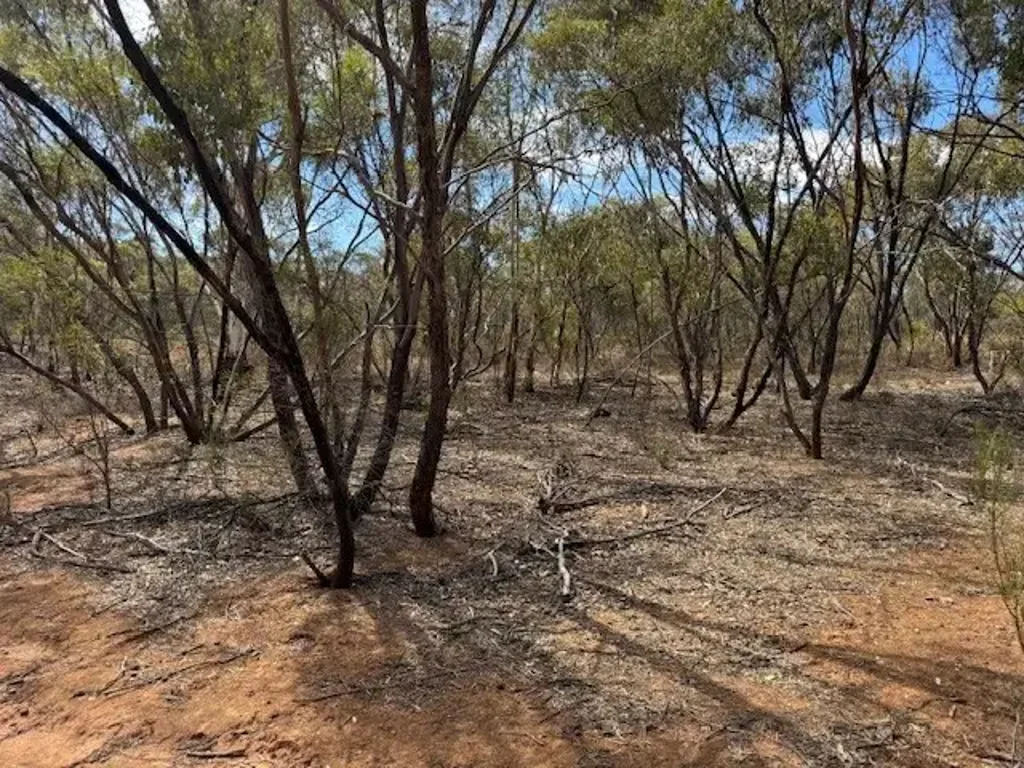 Wedderburn 20 ACRES - BUILD/CAMP/EXPLORE - PERFECT BUSH BLOCK!