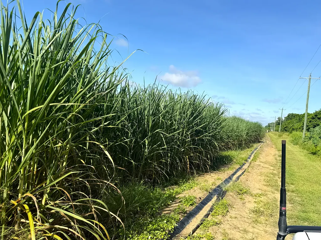 Osborne 4Moenga Kirknie Road Cane Farm