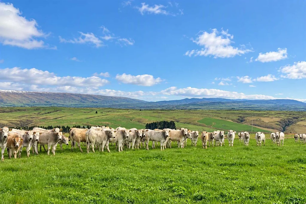 East Otago Dairy support, cattle finishing
