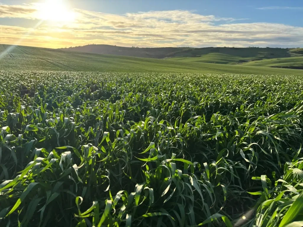 Whites Flat Absolute Drought Proofer