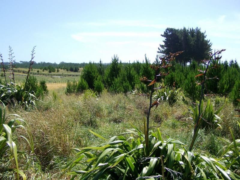 5 Kanuka Drive, Waitarere, Horowhenua, 3 rūma, 2 rūma horoi