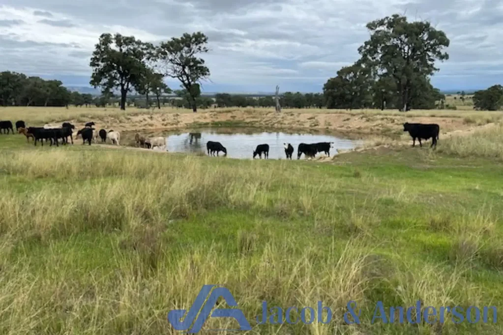 Coolah Family Farm in the Coolah District