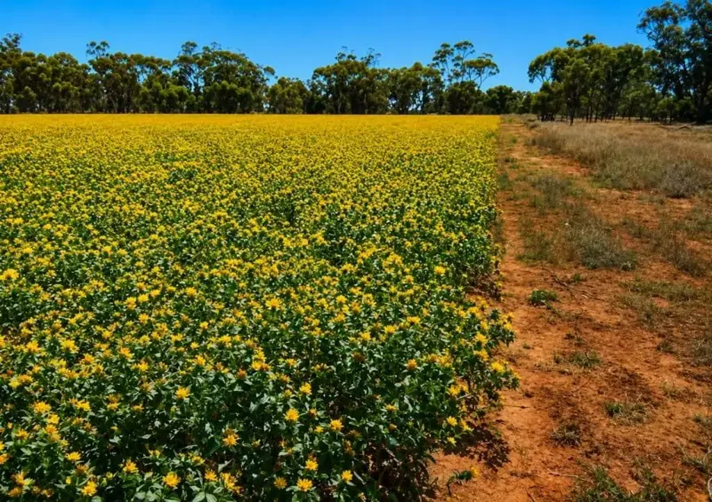 Nyngan 759 Acre Grazing & Mixed Farming Property with Strong Income Potential Nyngan District