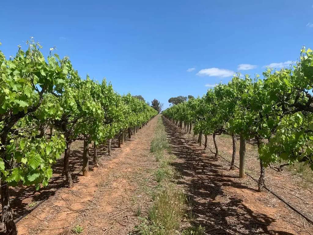 Tresco  Prime Irrigated Horticultural & Viticultural Opportunity