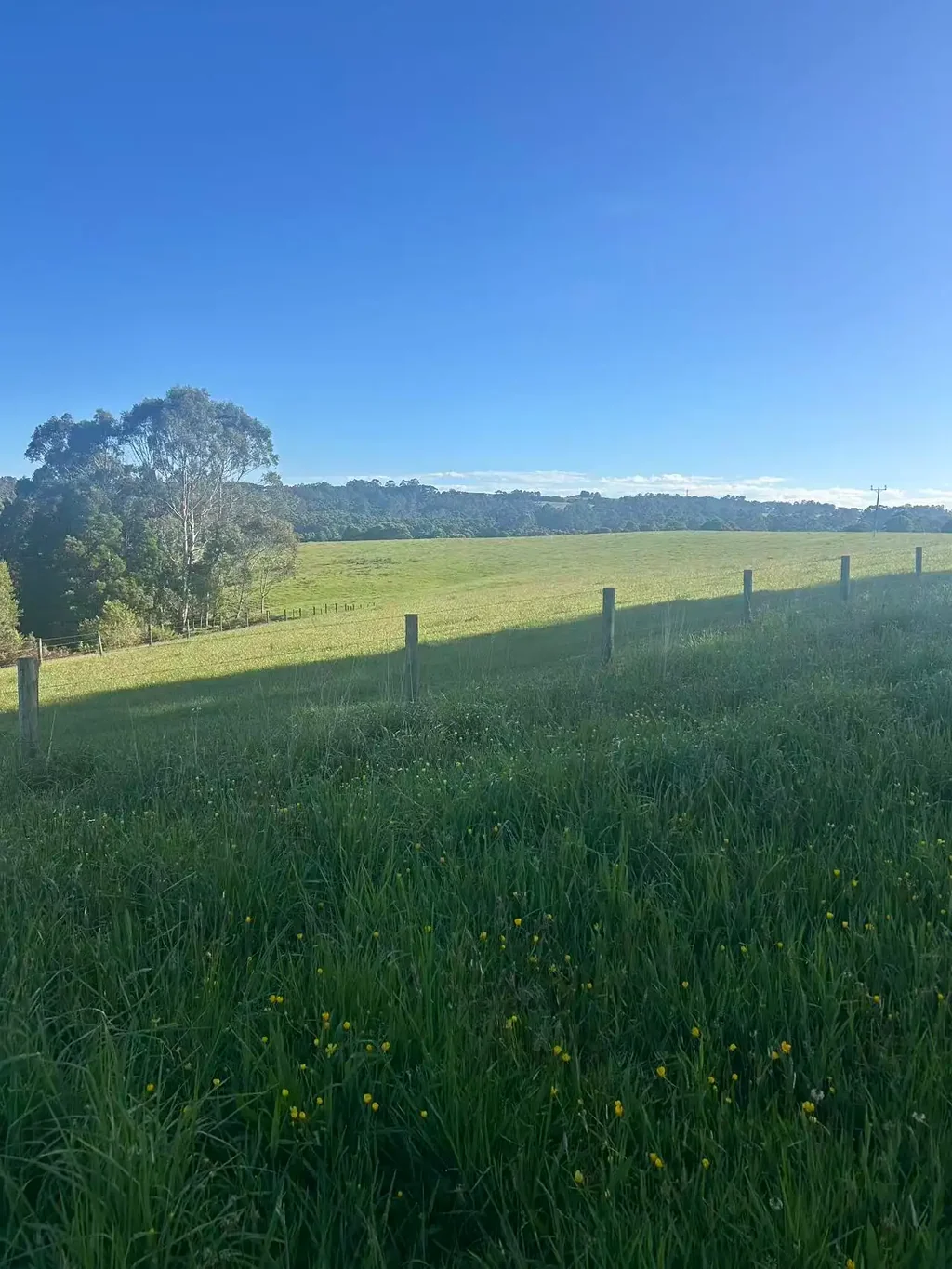 520 Dehnerts Track, Beech Forest, VIC 3237