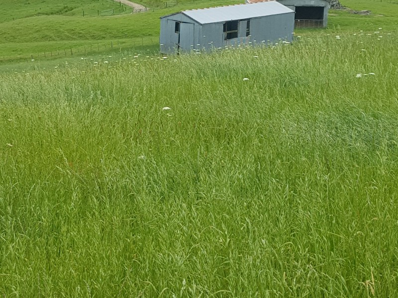 Central Road, Otamatea Surrounds, Kaipara, 0 habitaciones, 0 baños