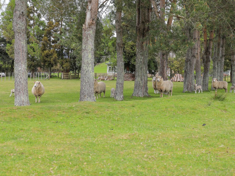 22 Onematua Road, Owhango, Ruapehu, 3房, 1浴