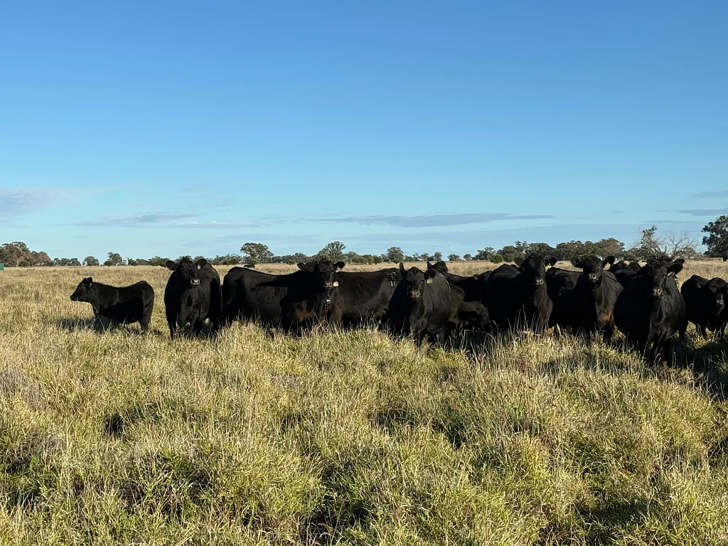 Sandhurst/3769 Quambone Road, Coonamble, NSW 2829