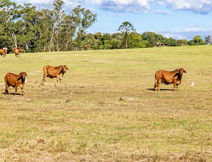 15 Perry Road, Image Flat, QLD 4560, 0 slaapkamers, 0 badkamers, Section
