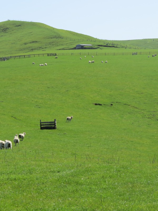 822 Kawhia Road, Makomako, Waikato, 0房, 0浴