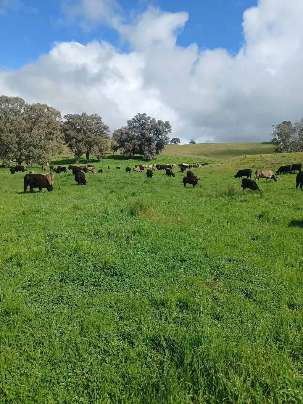 Tarcutta  BLACK SQUARE PARK Prime grazing & Water security