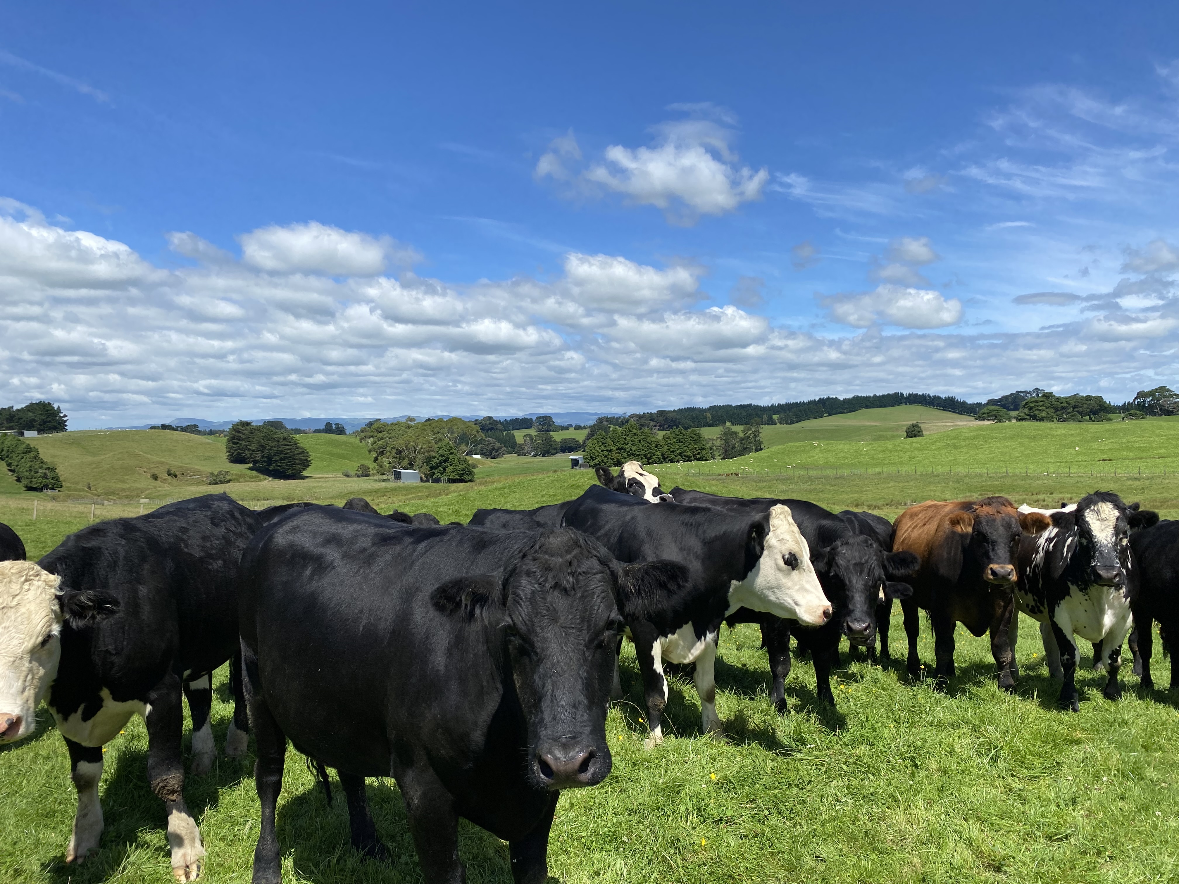 55 Beatty Road, Dannevirke, Tararua, 3 chambres, 1 salles de bain, Section