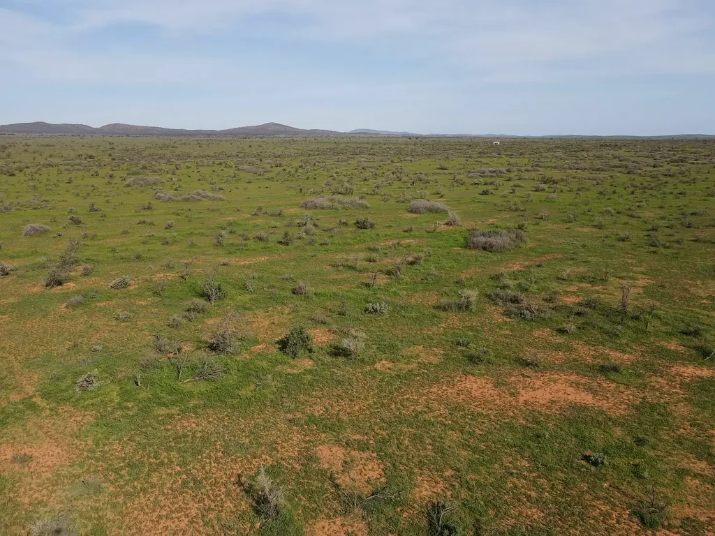 Orroroo 'Acacia Ridge'