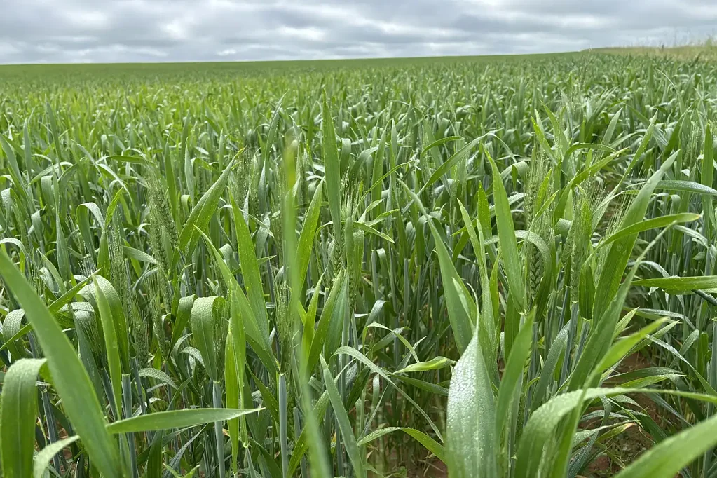 Wirrulla  ORANA - Mixed Farming