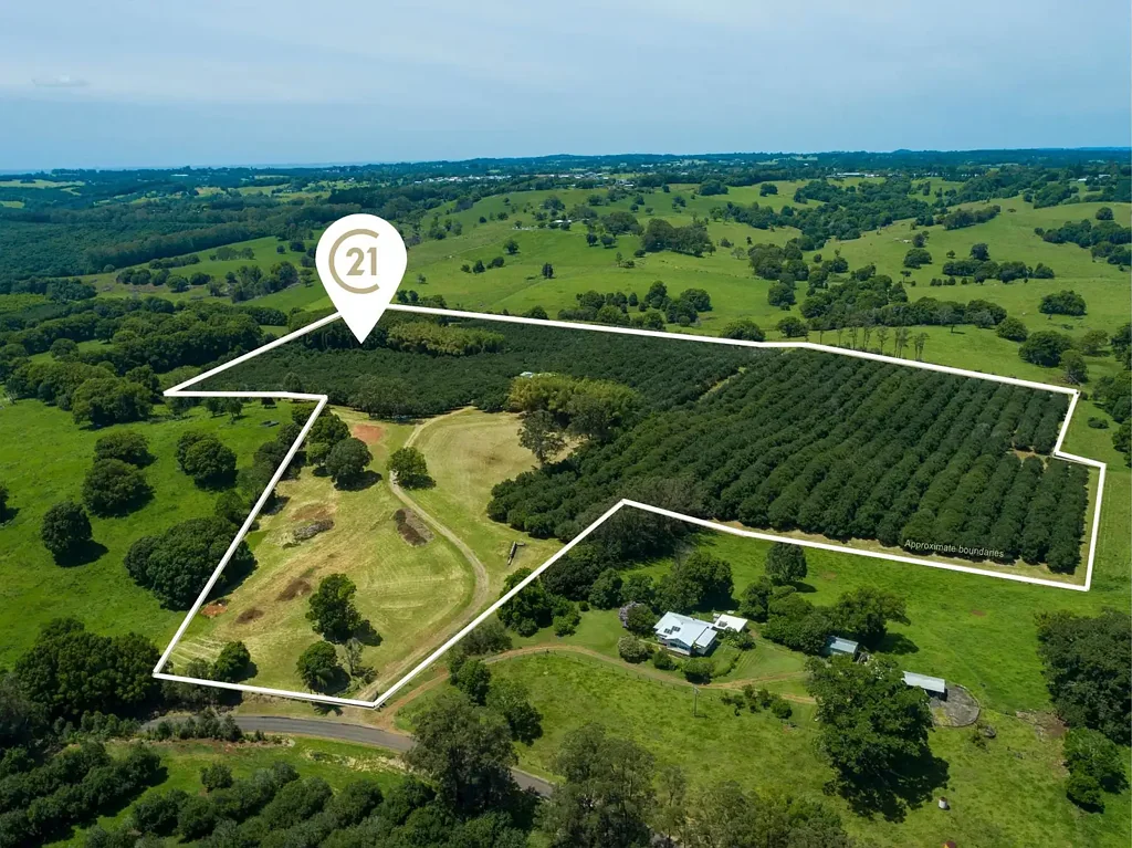 Mcleans Ridges Working Macadamia Orchard