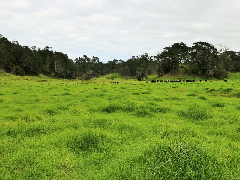 80 Johnson Road, Te Kopuru, Kaipara, 0 રૂમ, 1 બાથરૂમ